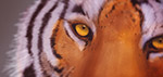 Eye of the Tiger - Art Poster Product by Matthias Zegveld