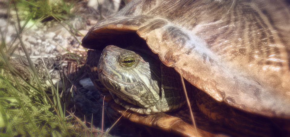Mr. Turtle - Digital Art by Matthias Zegveld