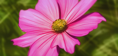 Art - Pink Flower