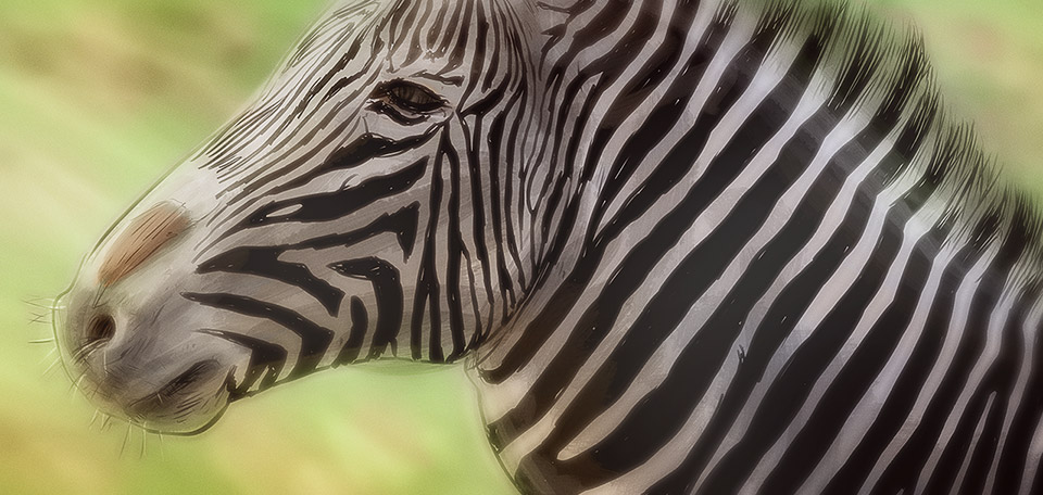 The Zebra - Digital Art by Matthias Zegveld
